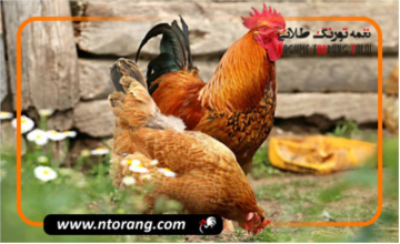 مرغ تخمگذار محلی با تخمگذاری بسیار بالا